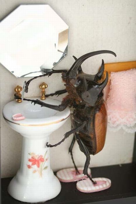 Beetles Take Over Human World (32 pics)