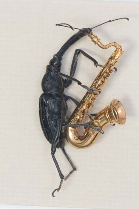 Beetles Take Over Human World (32 pics)