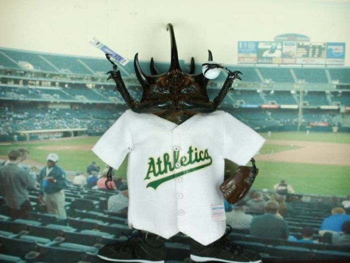 Beetles Take Over Human World (32 pics)