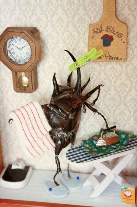 Beetles Take Over Human World (32 pics)