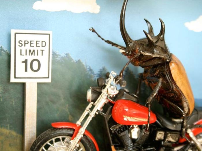 Beetles Take Over Human World (32 pics)