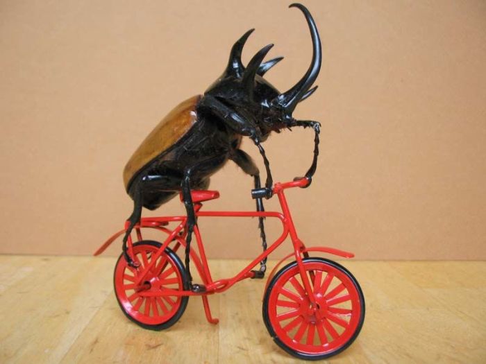 Beetles Take Over Human World (32 pics)