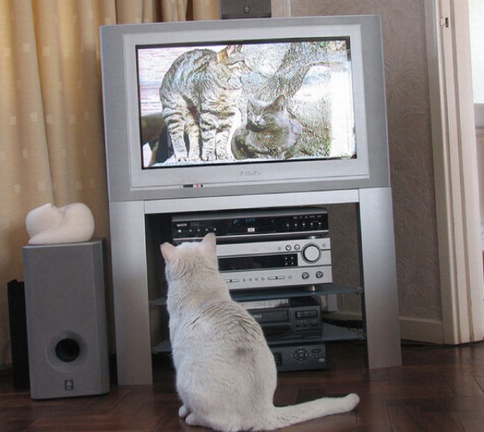 Pets Watching TV (78 pics)