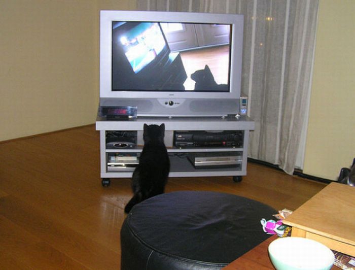 Pets Watching TV (78 pics)