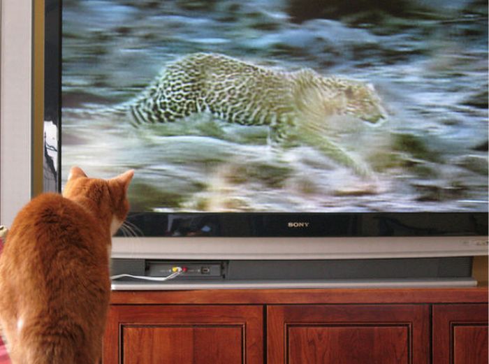 Pets Watching TV (78 pics)