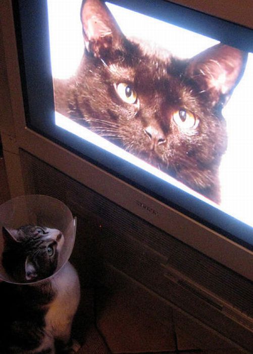 Pets Watching TV (78 pics)