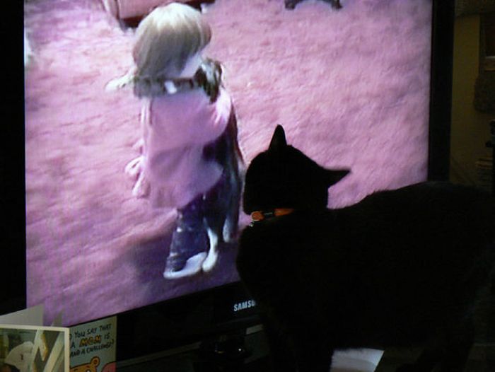 Pets Watching TV (78 pics)