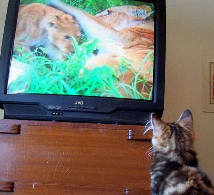 Pets Watching TV (78 pics)