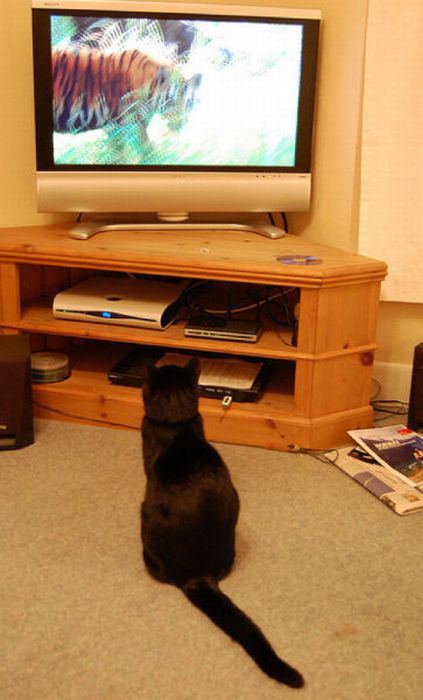 Pets Watching TV (78 pics)