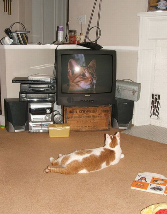 Pets Watching TV (78 pics)