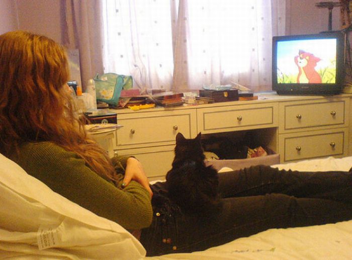 Pets Watching TV (78 pics)