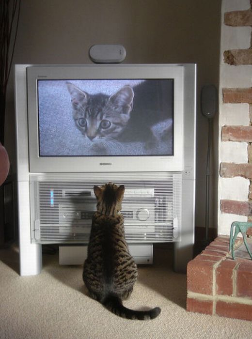 Pets Watching TV (78 pics)