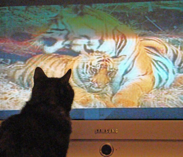 Pets Watching TV (78 pics)