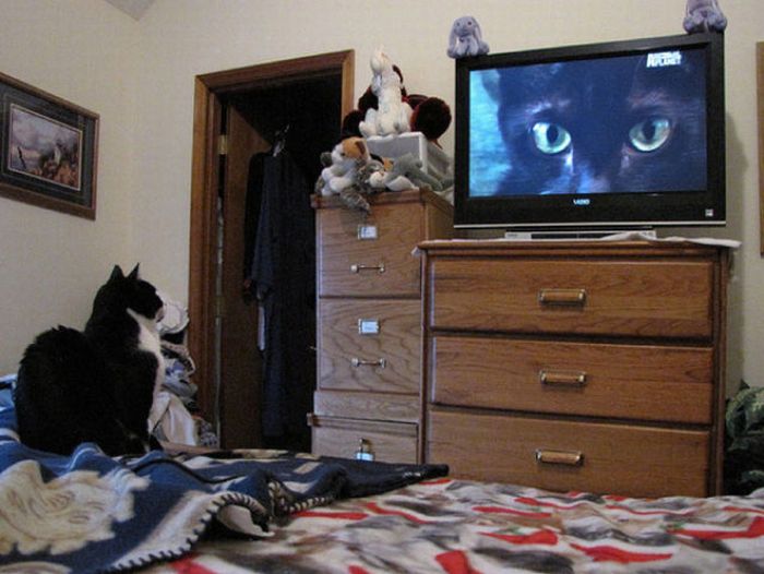 Pets Watching TV (78 pics)