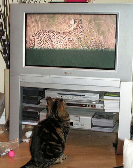 Pets Watching TV (78 pics)