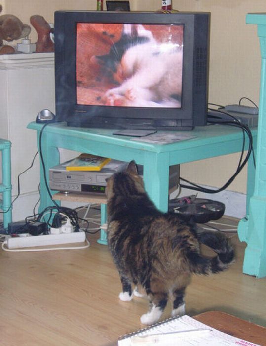 Pets Watching TV (78 pics)