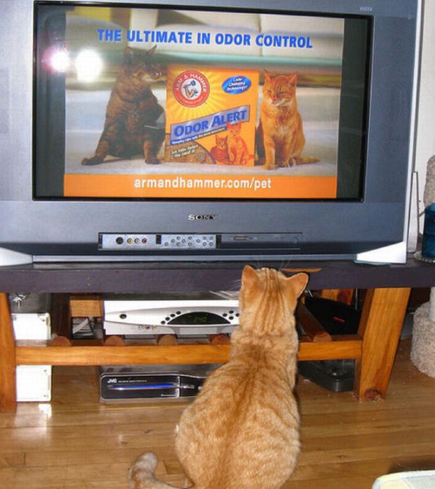 Pets Watching TV (78 pics)