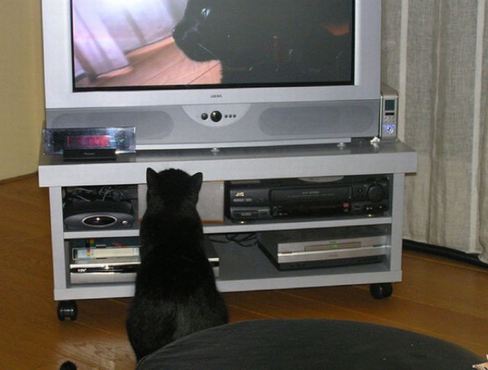 Pets Watching TV (78 pics)