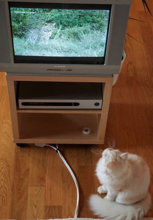 Pets Watching TV (78 pics)