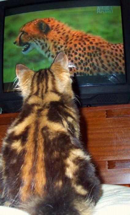 Pets Watching TV (78 pics)