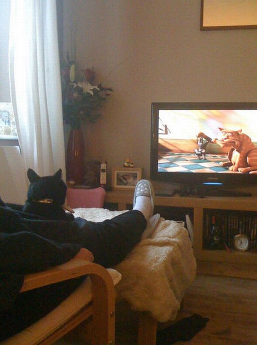 Pets Watching TV (78 pics)