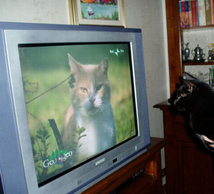 Pets Watching TV (78 pics)