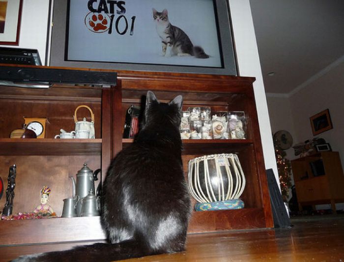 Pets Watching TV (78 pics)