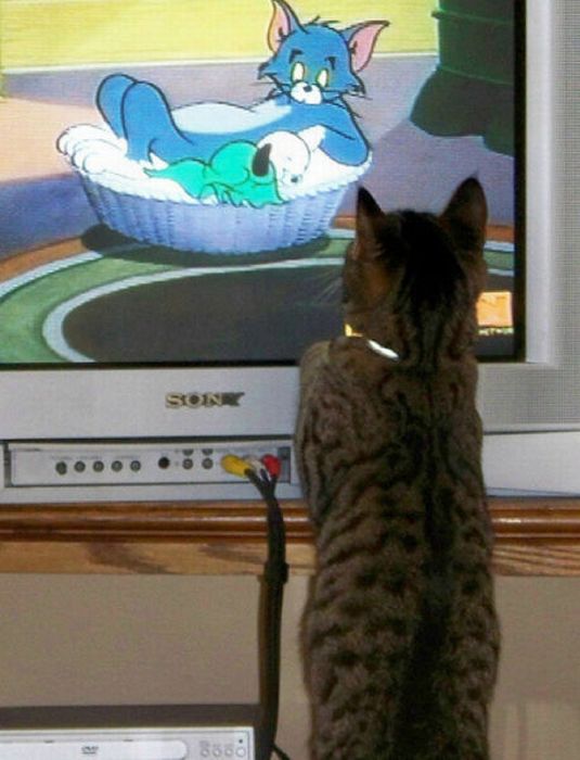 Pets Watching TV (78 pics)