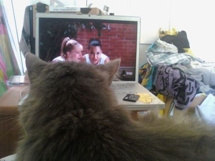 Pets Watching TV (78 pics)