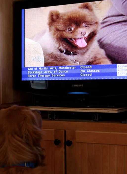 Pets Watching TV (78 pics)