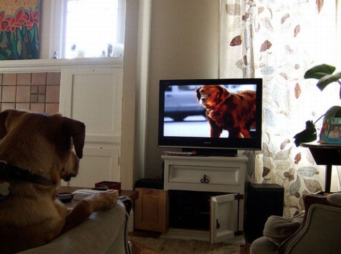 Pets Watching TV (78 pics)