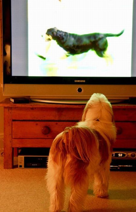 Pets Watching TV (78 pics)