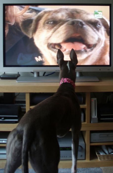 Pets Watching TV (78 pics)