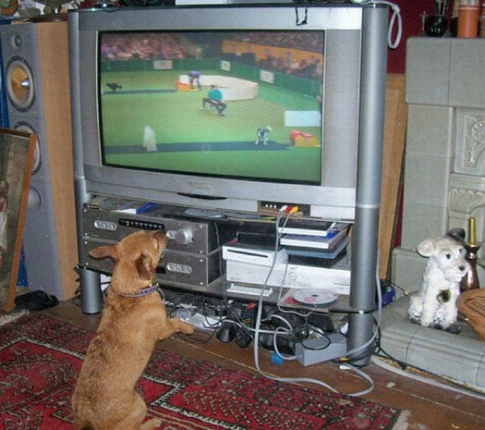 Pets Watching TV (78 pics)