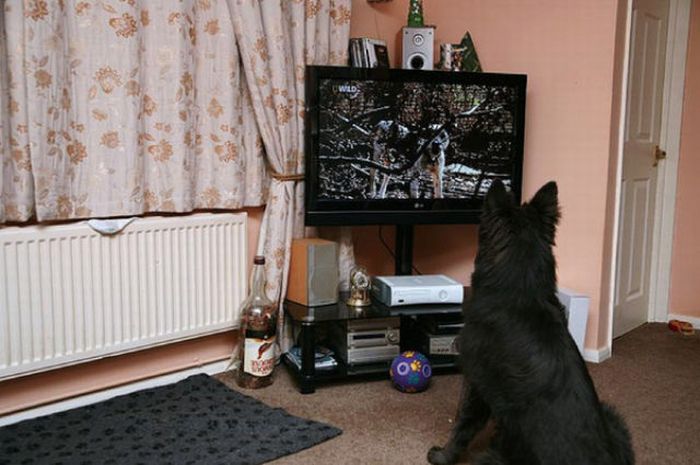 Pets Watching TV (78 pics)