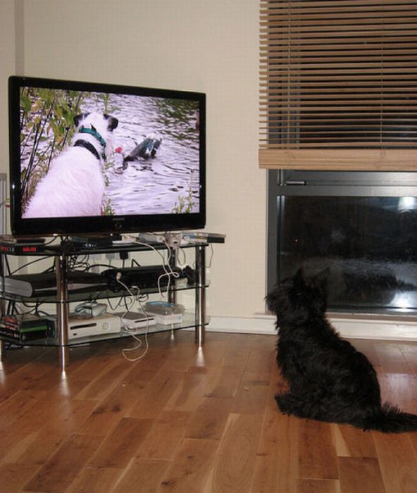 Pets Watching TV (78 pics)