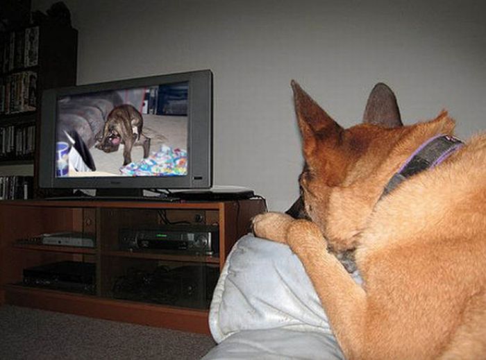 Pets Watching TV (78 pics)