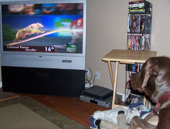 Pets Watching TV (78 pics)