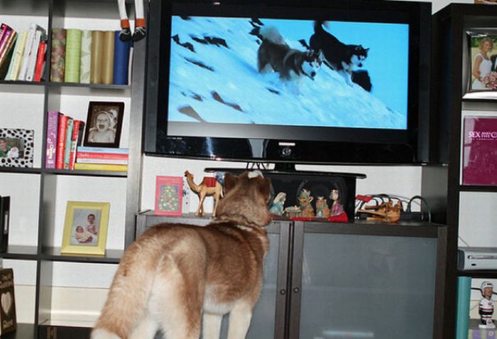 Pets Watching TV (78 pics)