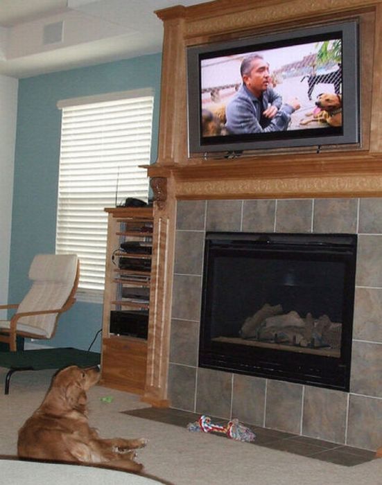 Pets Watching TV (78 pics)