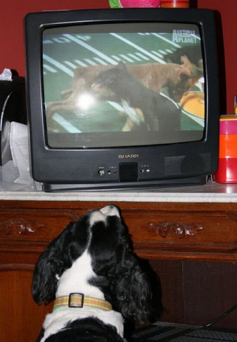 Pets Watching TV (78 pics)