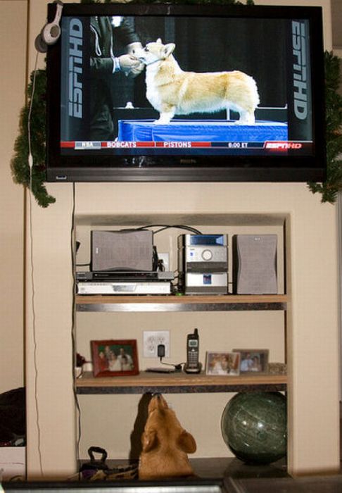 Pets Watching TV (78 pics)