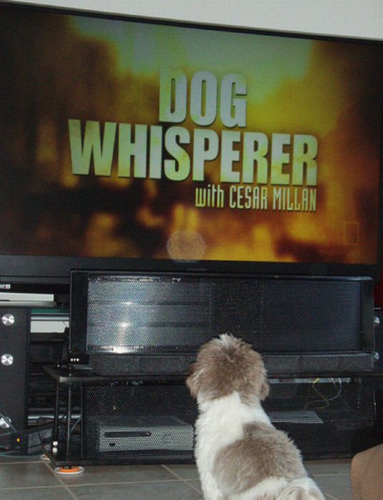 Pets Watching TV (78 pics)