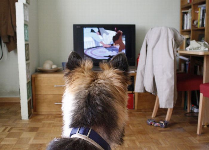 Pets Watching TV (78 pics)