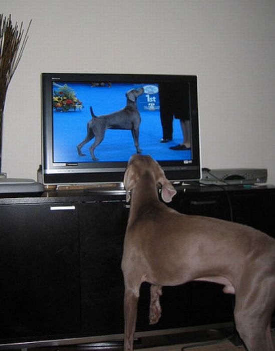 Pets Watching TV (78 pics)