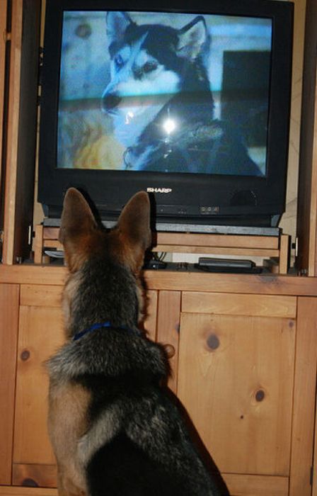 Pets Watching TV (78 pics)