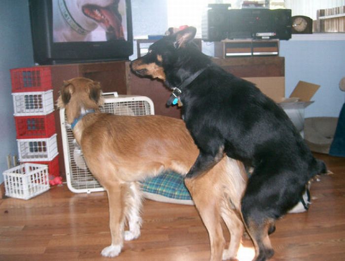 Pets Watching TV (78 pics)