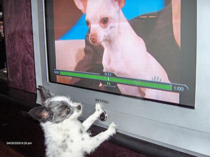 Pets Watching TV (78 pics)