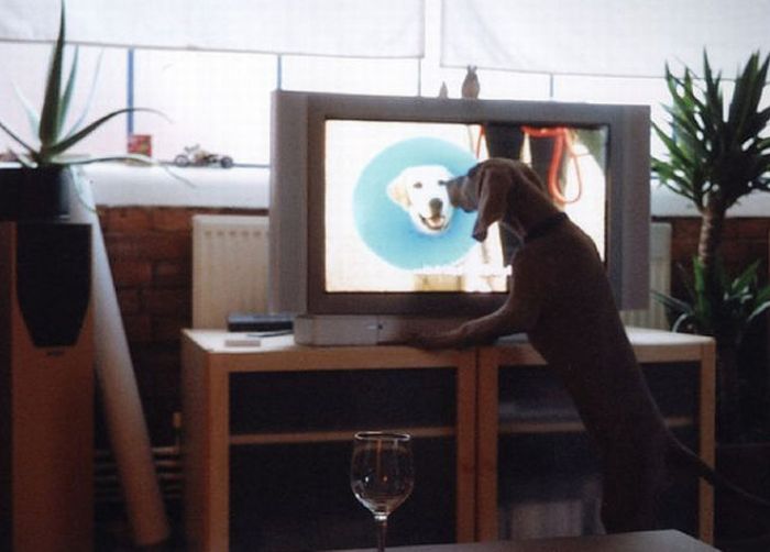 Pets Watching TV (78 pics)