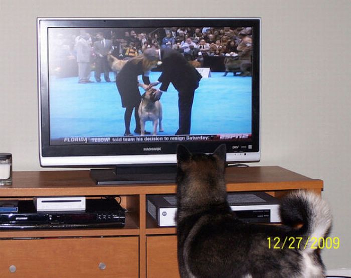 Pets Watching TV (78 pics)